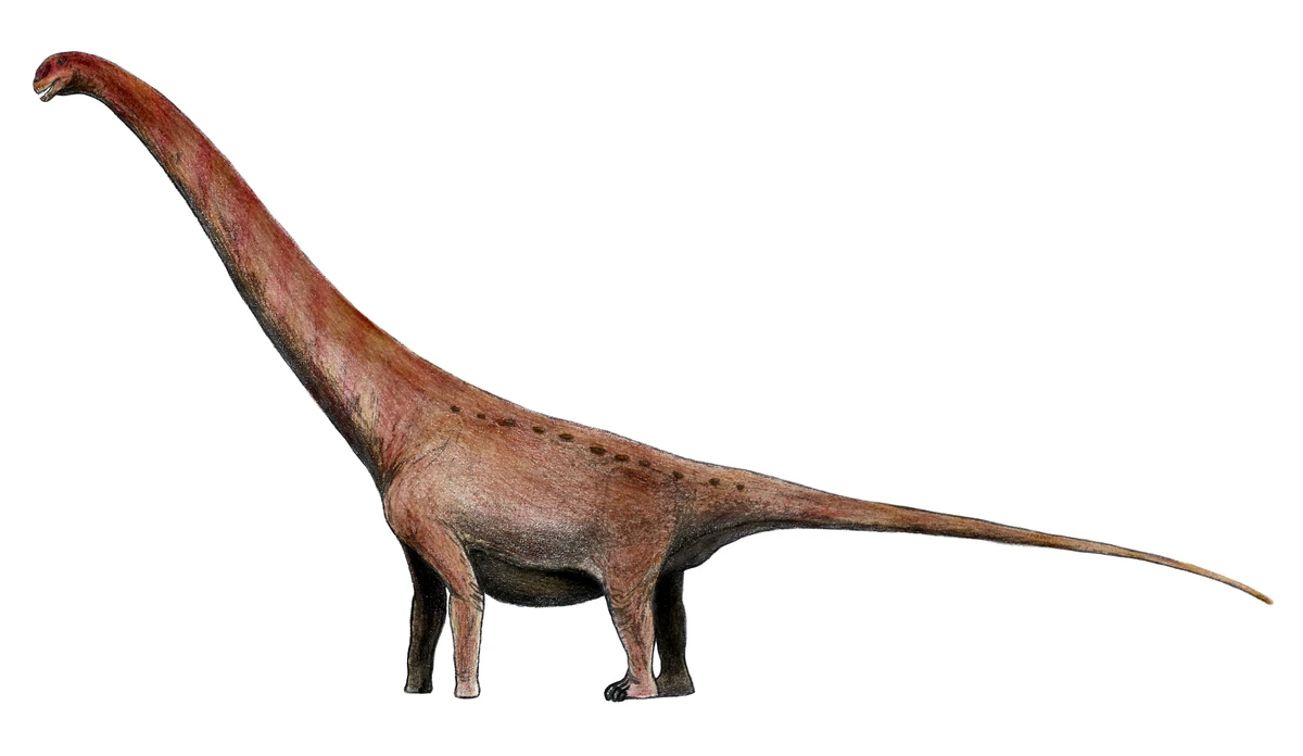 Ilustración paleontológica de Abdarainurus