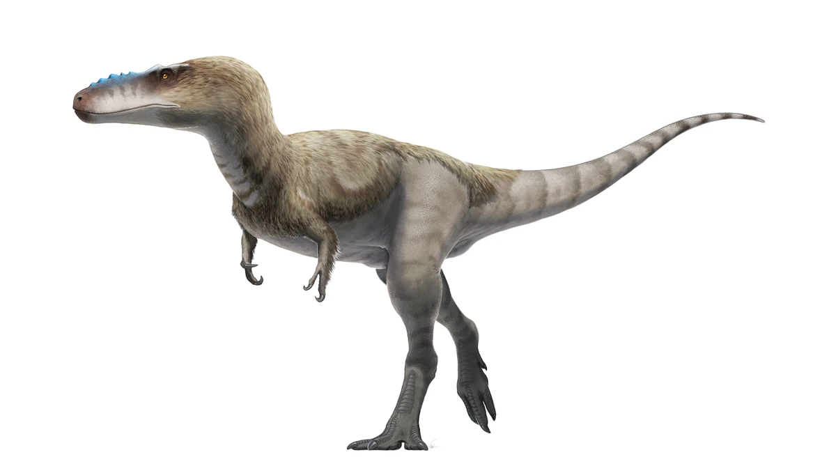 Ilustración paleontológica de Alioramus