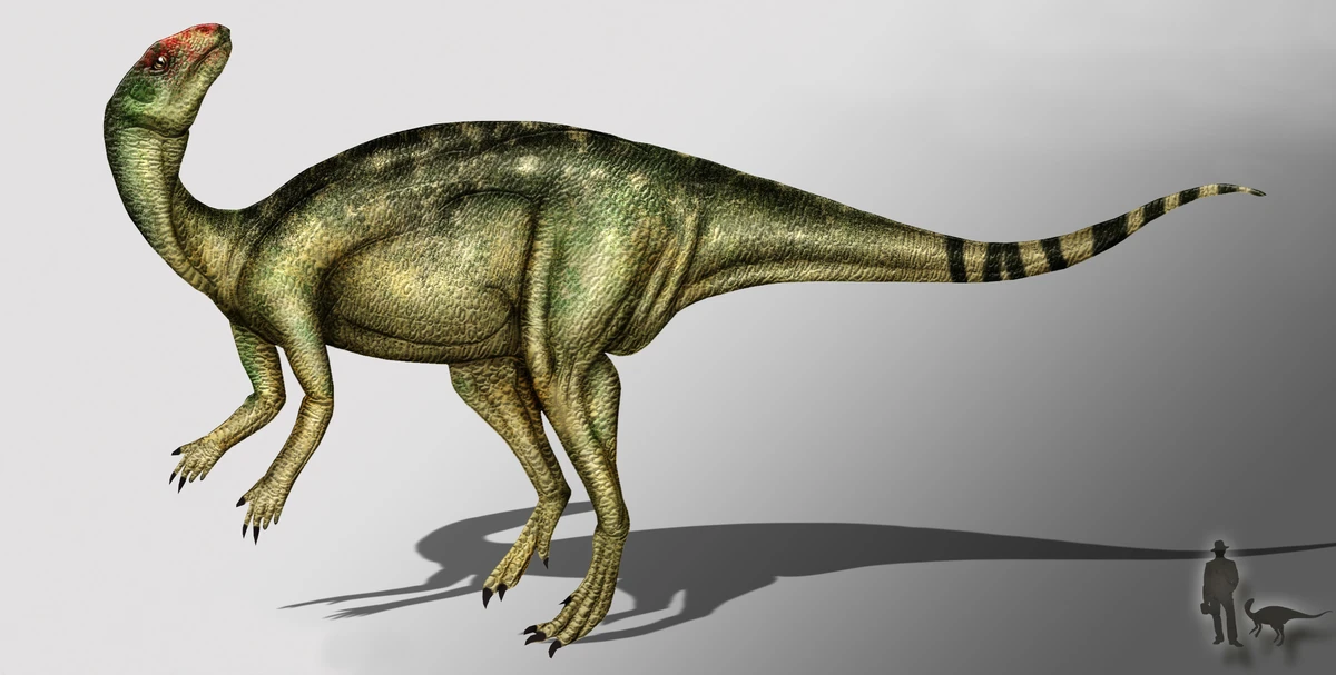 Ilustración paleontológica de Anabisetia