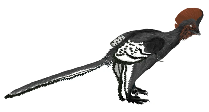 Ilustración paleontológica de Anchiornis