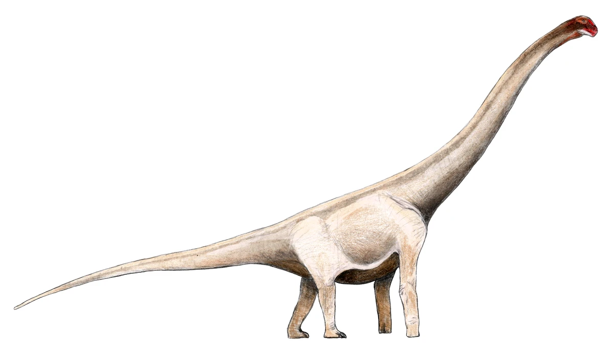 Ilustración paleontológica de Angolatitan