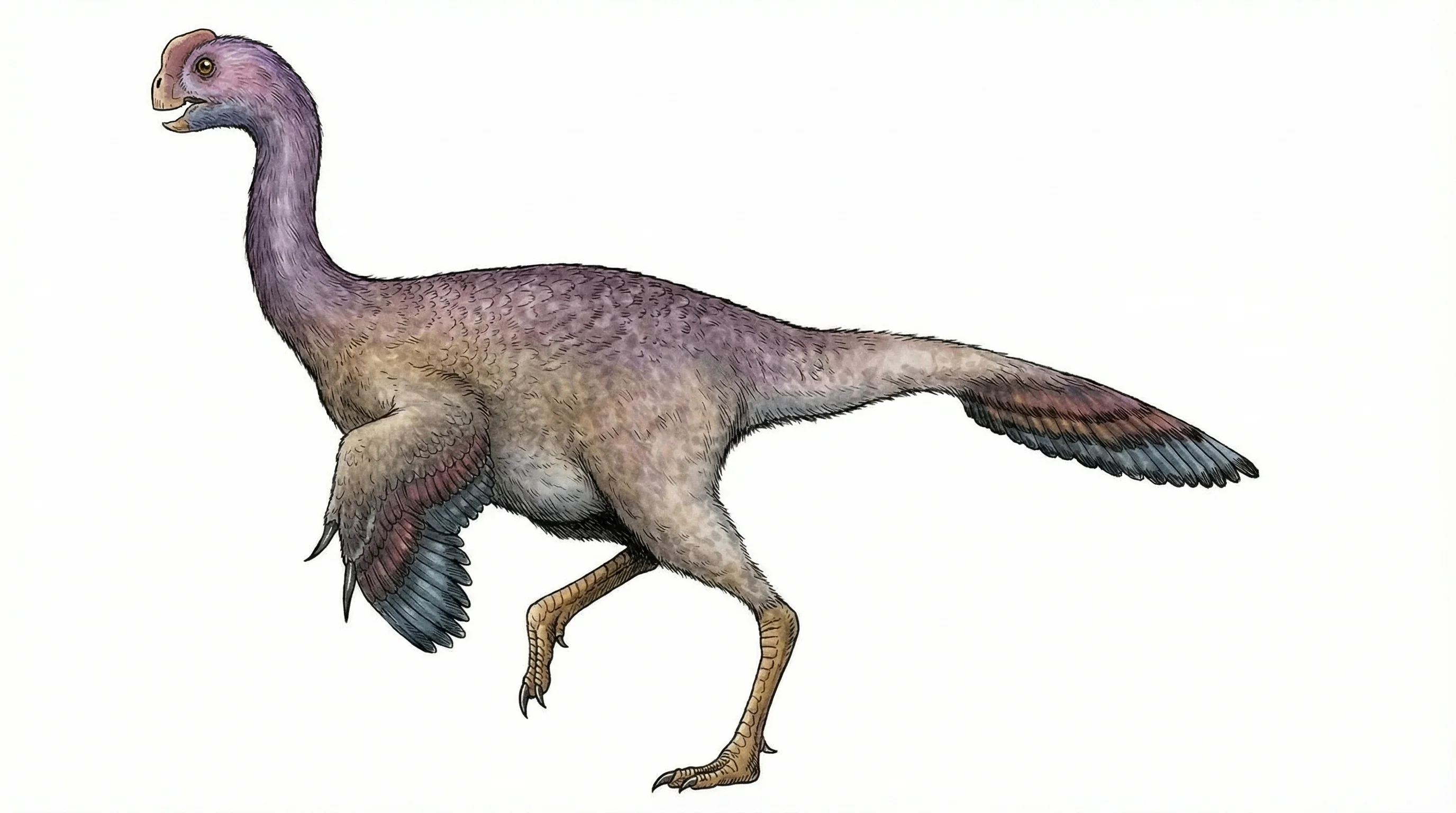 Ilustración paleontológica de Anomalipes